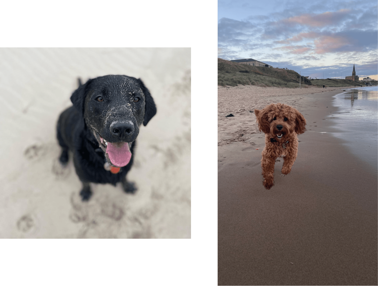 Poe and Henry at the beach